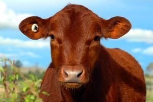 How to Prevent Milk Fever Image